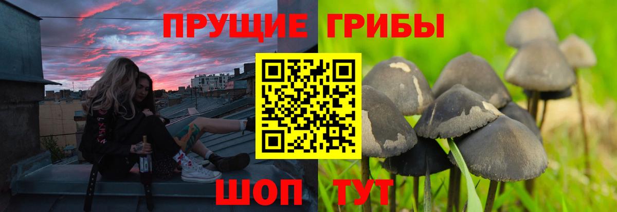 Фурманов  Псилоцибиновые грибы GOLDEN TEACHER  Вход с VPN  Галлюциногенные грибы Psilocybine cubensis 